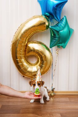 Birthday dog in party hat in the room decorated with balloons, looking at the camera. Six months old Jack russell terrier in birthday hat looking at the cupcake
