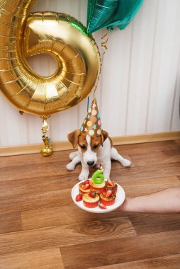 Birthday dog in party hat in the room decorated with balloons, looking at the camera. Six months old Jack russell terrier in birthday hat looking at the cupcake