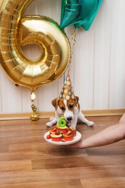 Birthday dog in party hat in the room decorated with balloons, looking at the camera. Six months old Jack russell terrier in birthday hat looking at the cupcake