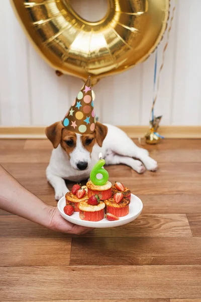 Birthday Dog Party Hat Room Decorated Balloons Looking Camera Six — Fotografia de Stock