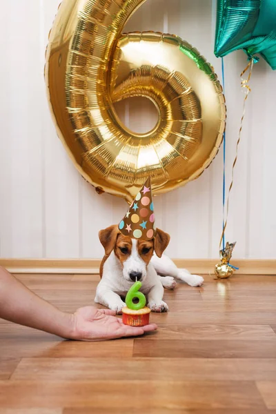 Birthday dog in party hat in the room decorated with balloons, looking at the camera. Six months old Jack russell terrier in birthday hat looking at the cupcake