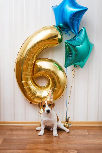 Birthday dog in party hat in the room decorated with balloons, looking at the camera. Six months old Jack russell terrier in birthday hat