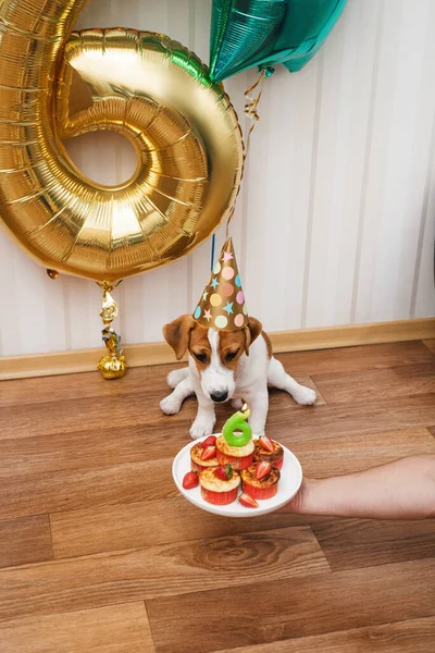 Birthday dog in party hat in the room decorated with balloons, looking at the camera. Six months old Jack russell terrier in birthday hat looking at the cupcake