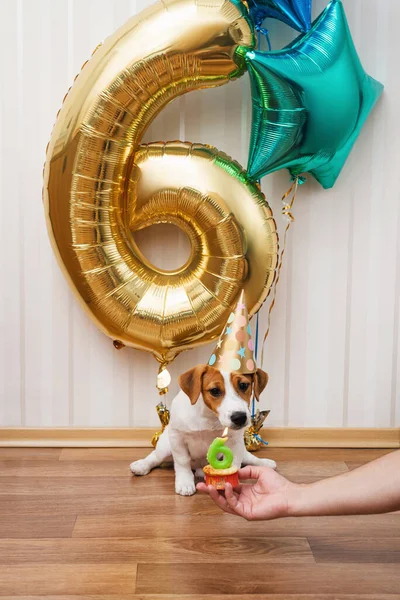 Birthday Dog Party Hat Room Decorated Balloons Looking Camera Six — Fotografia de Stock