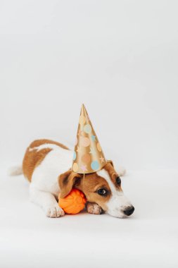 Birthday dog in party hat looking at the camera in front of white background