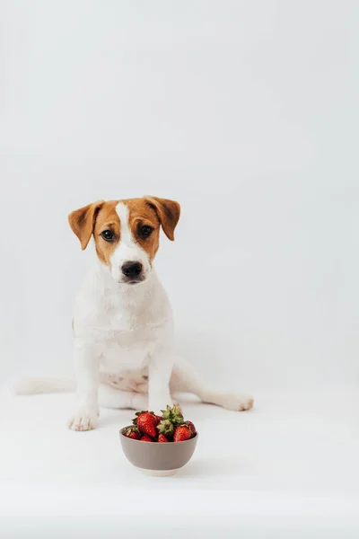 Jack Russell Terrier Puppy Six Months Old Sitting Plate Strawberries — Zdjęcie stockowe