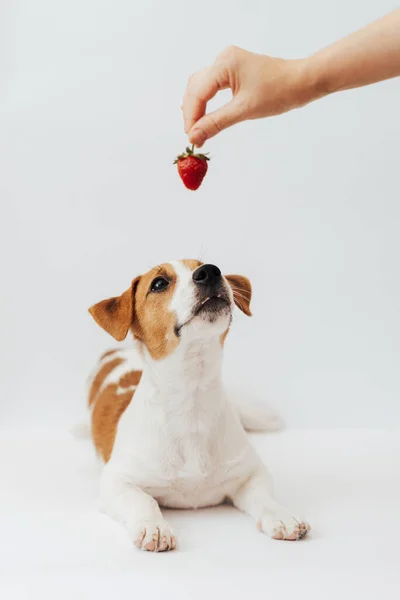 Jack Russell Terrier Puppy Six Months Old Looking Hand Strawberry — Zdjęcie stockowe