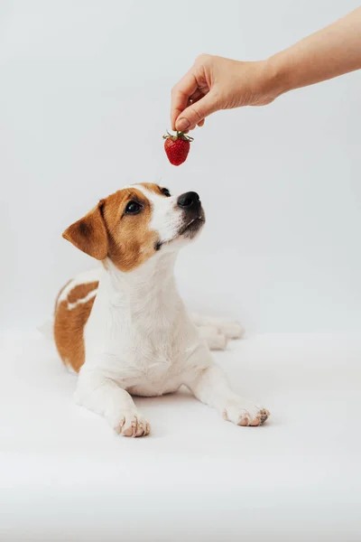 Jack Russell Terrier Puppy Six Months Old Looking Hand Strawberry — Fotografia de Stock