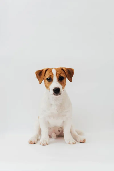 Jack Russell Terrier Puppy Six Months Old Sitting Front White — Fotografia de Stock