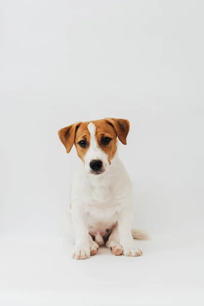 Jack Russell Terrier Puppy Six Months Old Sitting Front White — Fotografia de Stock