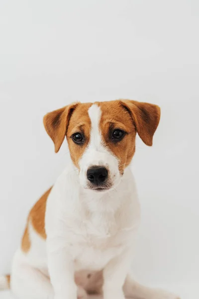 Jack Russell Terrier Κουτάβι Έξι Μηνών Κάθεται Μπροστά Από Λευκό — Φωτογραφία Αρχείου