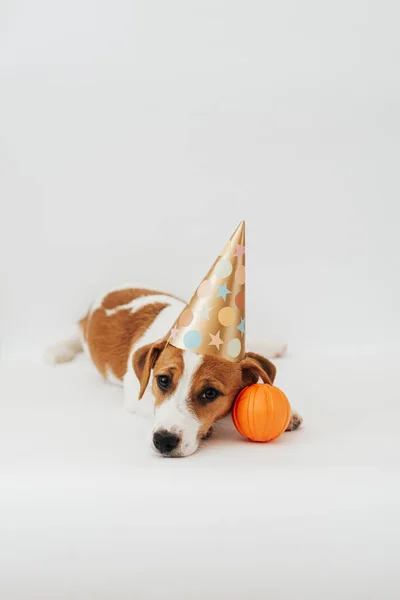 Birthday Dog Party Hat Looking Camera Front White Background — Stockfoto