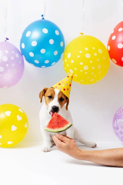 Jack Russell Terrier Puppy Months Old Yellow Paper Hat Eats — Fotografia de Stock