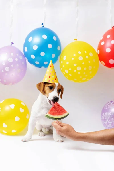 Jack Russell Terrier Puppy Months Old Yellow Paper Hat Eats — Zdjęcie stockowe