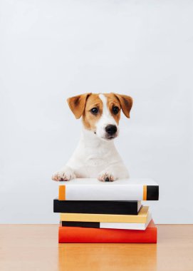 Şirin köpek Jack Russell Terrier elinde kitaplarla oturuyor, beyaz bir arka planda okuyor ve çalışıyor.
