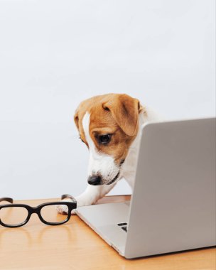 Masada çalışan sevimli Jack Russell Terrier köpeği laptopa bakıyor.