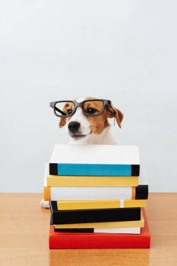 Tatlı köpek Jack Russell Terrier gözlük takıyor, kitaplarla oturuyor, beyaz bir arka planda okuyor ve çalışıyor.