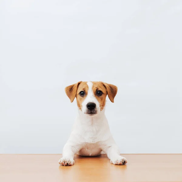 Bonito Cão Jack Russell Terrier Sentado Mesa Fundo Branco Espaço — Fotografia de Stock