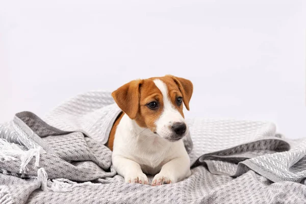 Słodki Pies Jack Russell Terrier Leży Pod Szarym Kocem Pięciomiesięczny — Zdjęcie stockowe