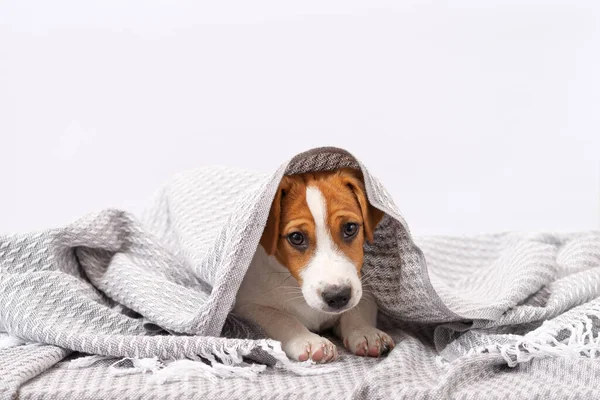 Cute Dog Jack Russell Terrier Encontra Sob Cobertor Cinza Filhote — Fotografia de Stock