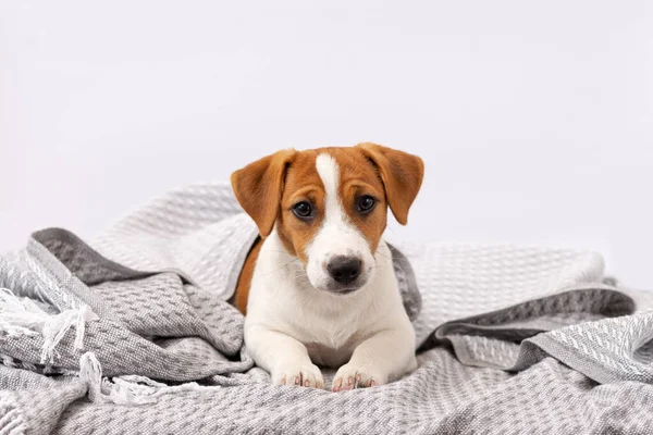 Cute Cane Jack Russell Terrier Trova Sotto Una Coperta Grigia — Foto Stock