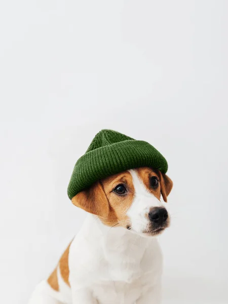 Cão Engraçado Jack Russell Terrier Usando Chapéu Malha Verde Isolado — Fotografia de Stock