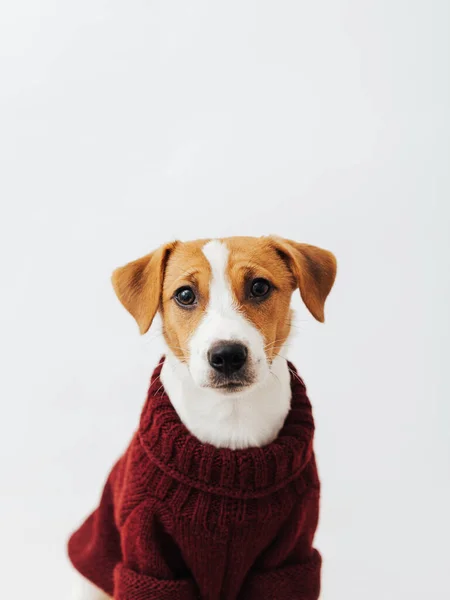 Cute Dog Jack Russell Terrier Czerwonym Swetrze Patrzy Aparat Fotograficzny — Zdjęcie stockowe