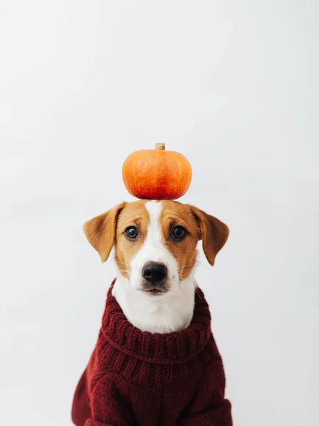 Cute Dog Jack Russell Terrier Czerwonym Swetrze Posiada Dynię Głowie — Zdjęcie stockowe