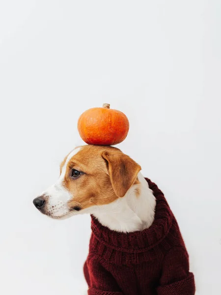 Cute Dog Jack Russell Terrier Czerwonym Swetrze Posiada Dynię Głowie — Zdjęcie stockowe