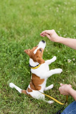 Eğitimli safkan, tapılası Jack Russell Terrier köpeği yeşil çim çayırında sahibinden lezzetli bir şey ve emir bekliyor. 