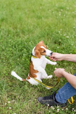 Eğitimli safkan, tapılası Jack Russell Terrier köpeği yeşil çim çayırında sahibinden lezzetli bir şey ve emir bekliyor. 