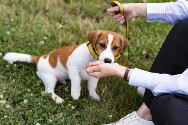 Eğitimli safkan, tapılası Jack Russell Terrier köpeği yeşil parktaki çimlerin üzerinde sahibinin elinden yer. 