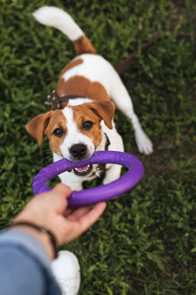 Attività Animali Domestici Divertente Cucciolo Cane Jack Russell Terrier Tenendo — Foto Stock