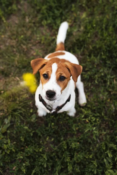 Attività Animali Domestici Divertente Cucciolo Cane Jack Russell Terrier Guarda — Foto Stock