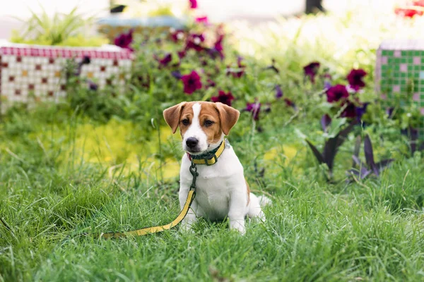 Cane Felice Jack Russell Che Gioca Nel Parco Nella Giornata — Foto Stock