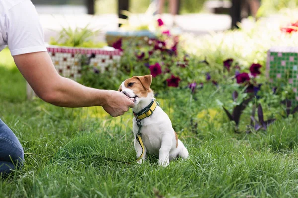 Chien Pure Race Formé Adorable Jack Russell Terrier Dans Nature — Photo