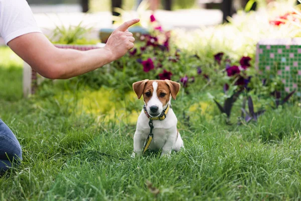 Allenato Razza Pura Adorabile Jack Russell Terrier Cane Nella Natura — Foto Stock