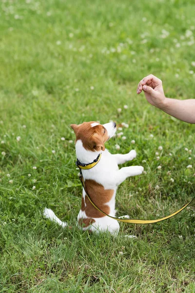 Chien Pure Race Formé Adorable Jack Russell Terrier Dans Nature — Photo