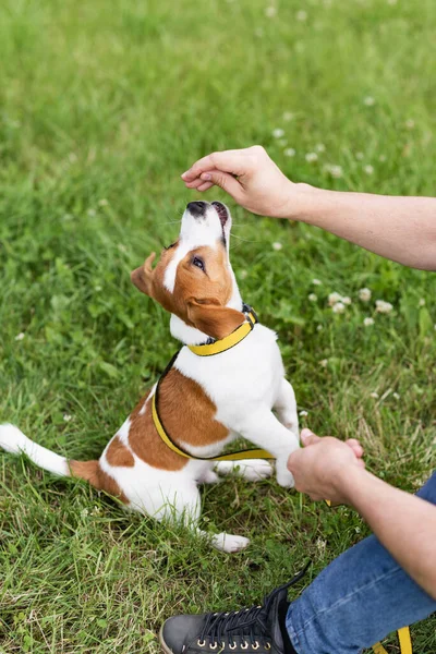 Allenato Razza Pura Adorabile Jack Russell Terrier Cane Nella Natura — Foto Stock