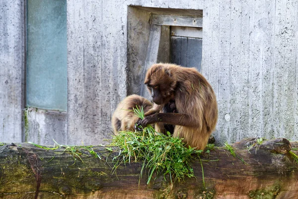 Macaco Bebé Lua Vida Selvagem Animal — Fotografia de Stock