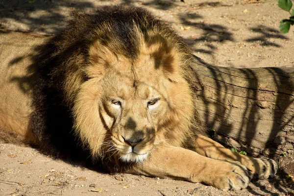 Lion King Jungle Portrait Wildlife Animal — Stock Photo, Image