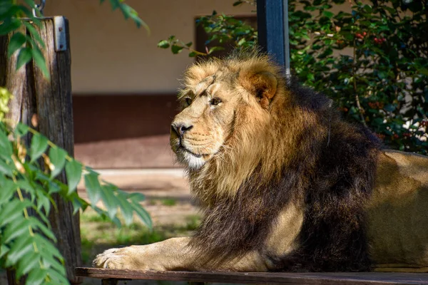 León Rey Selva Retrato Animales Vida Silvestre —  Fotos de Stock