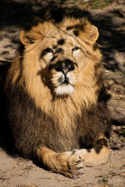 Löwe König Des Dschungels Porträt Wildtier — Stockfoto