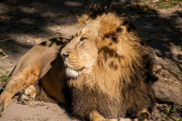 León Rey Selva Retrato Animales Vida Silvestre —  Fotos de Stock