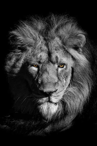 Lion King Jungle Portrait Wildlife Animal — стокове фото