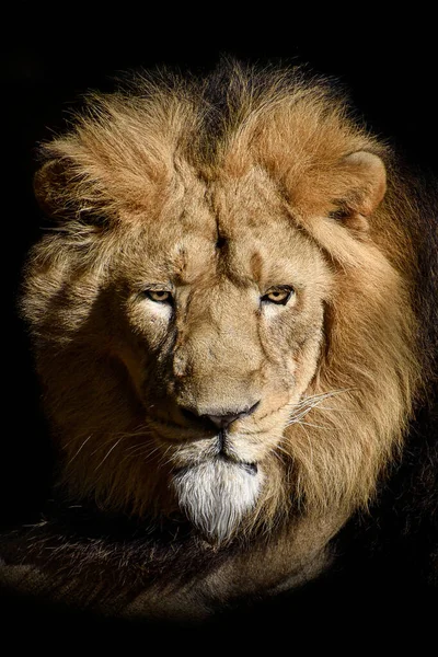 Lion King Jungle Portrait Wildlife Animal — стокове фото