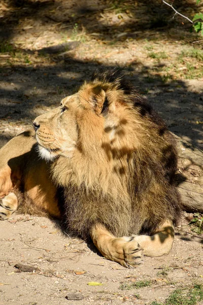 Leeuw Koning Van Jungle Portret Wildlife Animal — Stockfoto