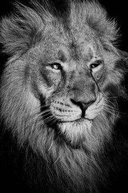 Aslan, Ormanın Kralı, Vahşi Yaşamın Portresi