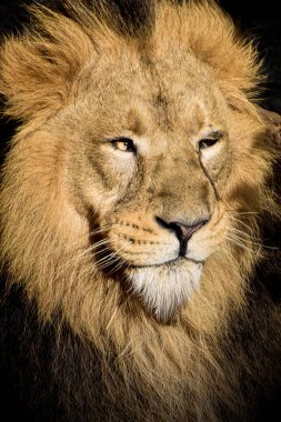 Aslan, Ormanın Kralı, Vahşi Yaşamın Portresi