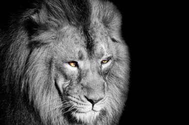 Aslan, Ormanın Kralı, Vahşi Yaşamın Portresi